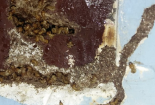 Solusi Tepat Lindungi Properti dari Serangan Rayap