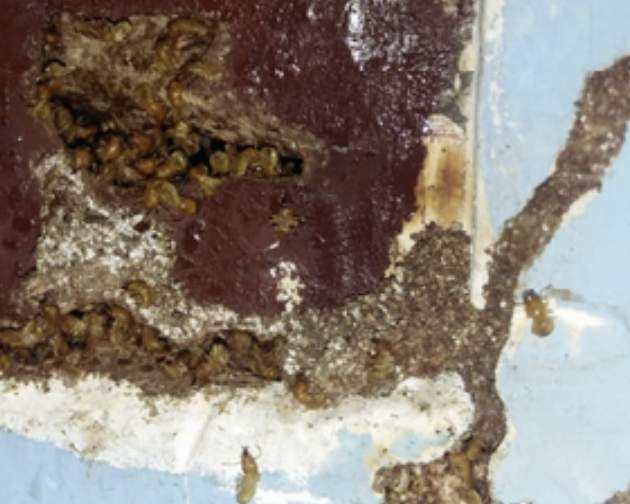 Solusi Tepat Lindungi Properti dari Serangan Rayap